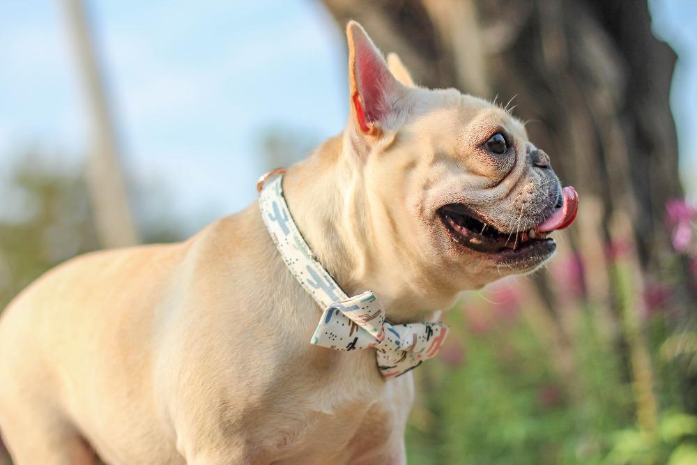 Cactus Dog Collar Bow tie fore French Bulldogs - Frenchiely