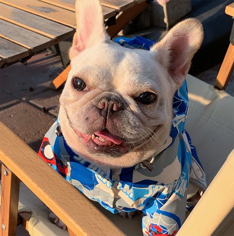 french bulldog camo raincoat