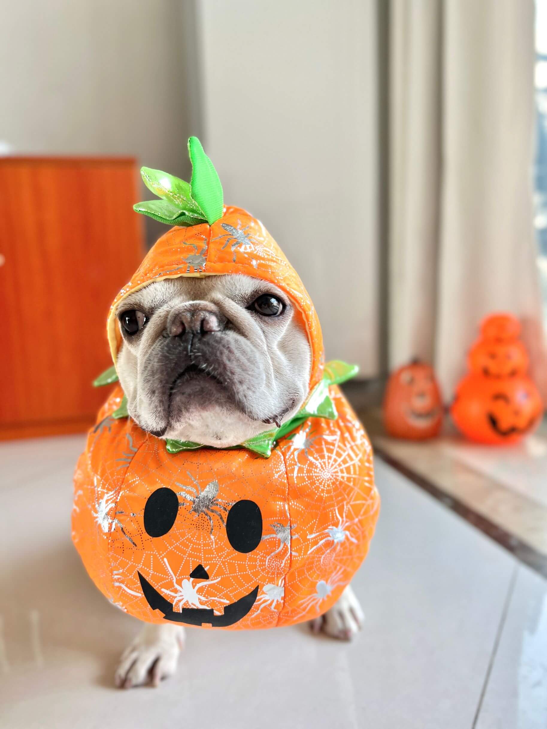 Dog costume carrying pumpkin hotsell