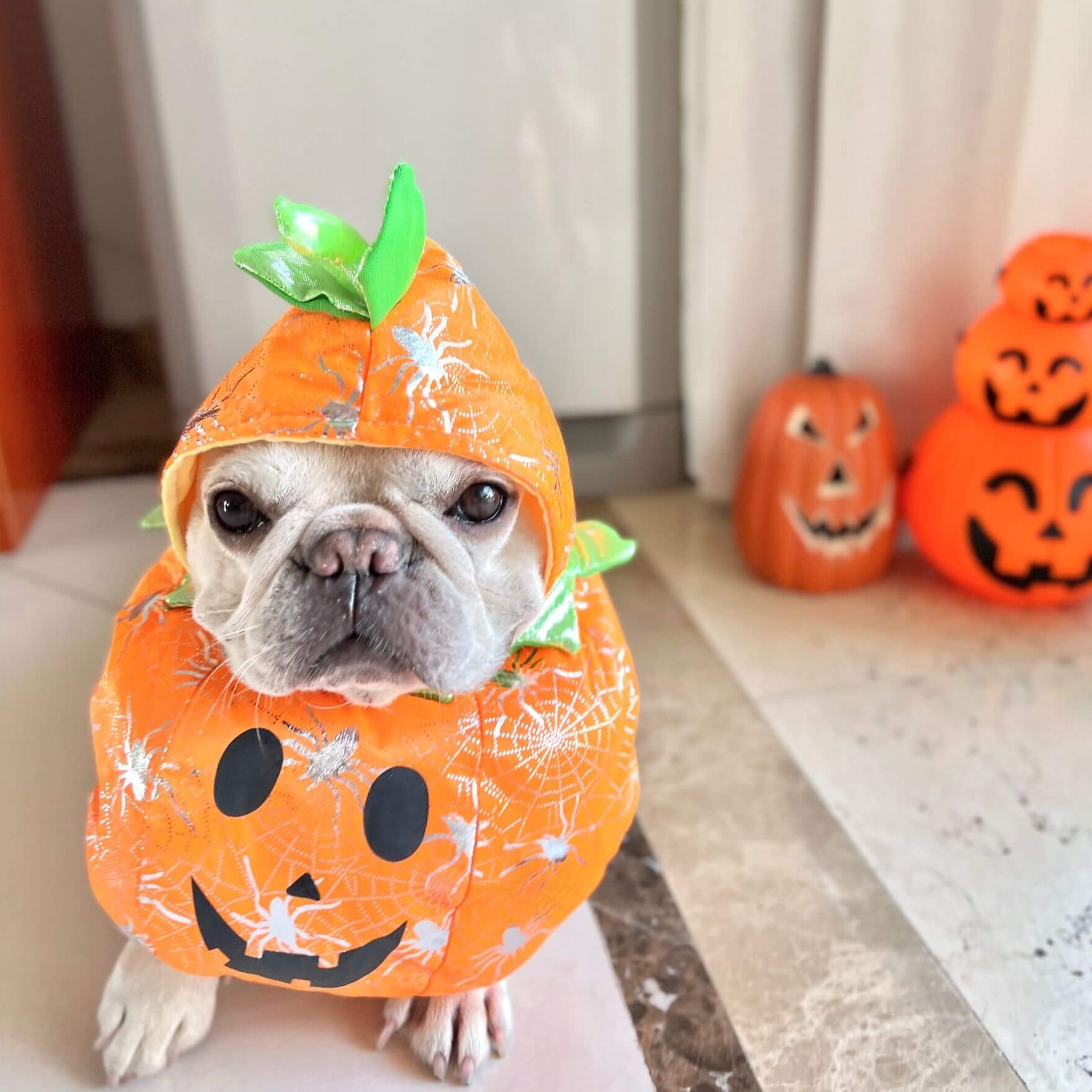 Dog shop pumpkin costumes