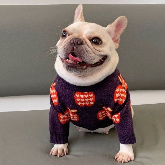 Dog cardigan clearance sweater