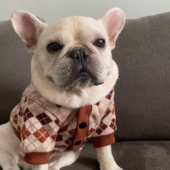 Cardigan sale for dogs