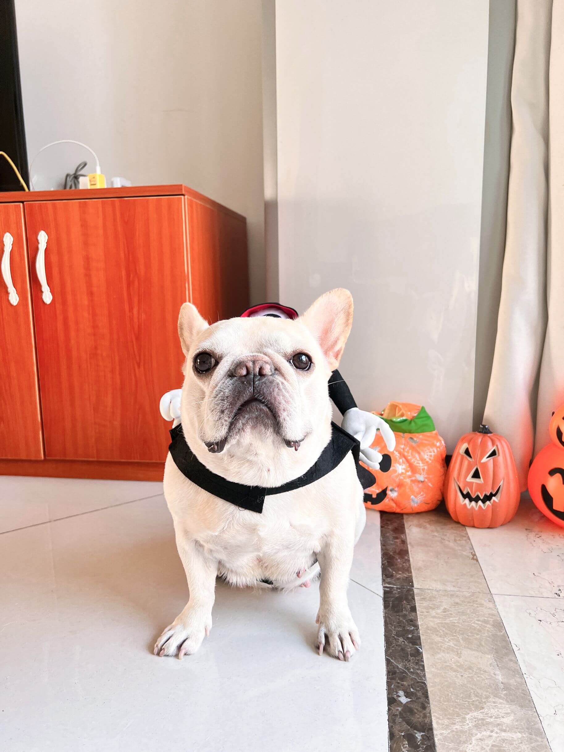 ghost dog costume for dogs