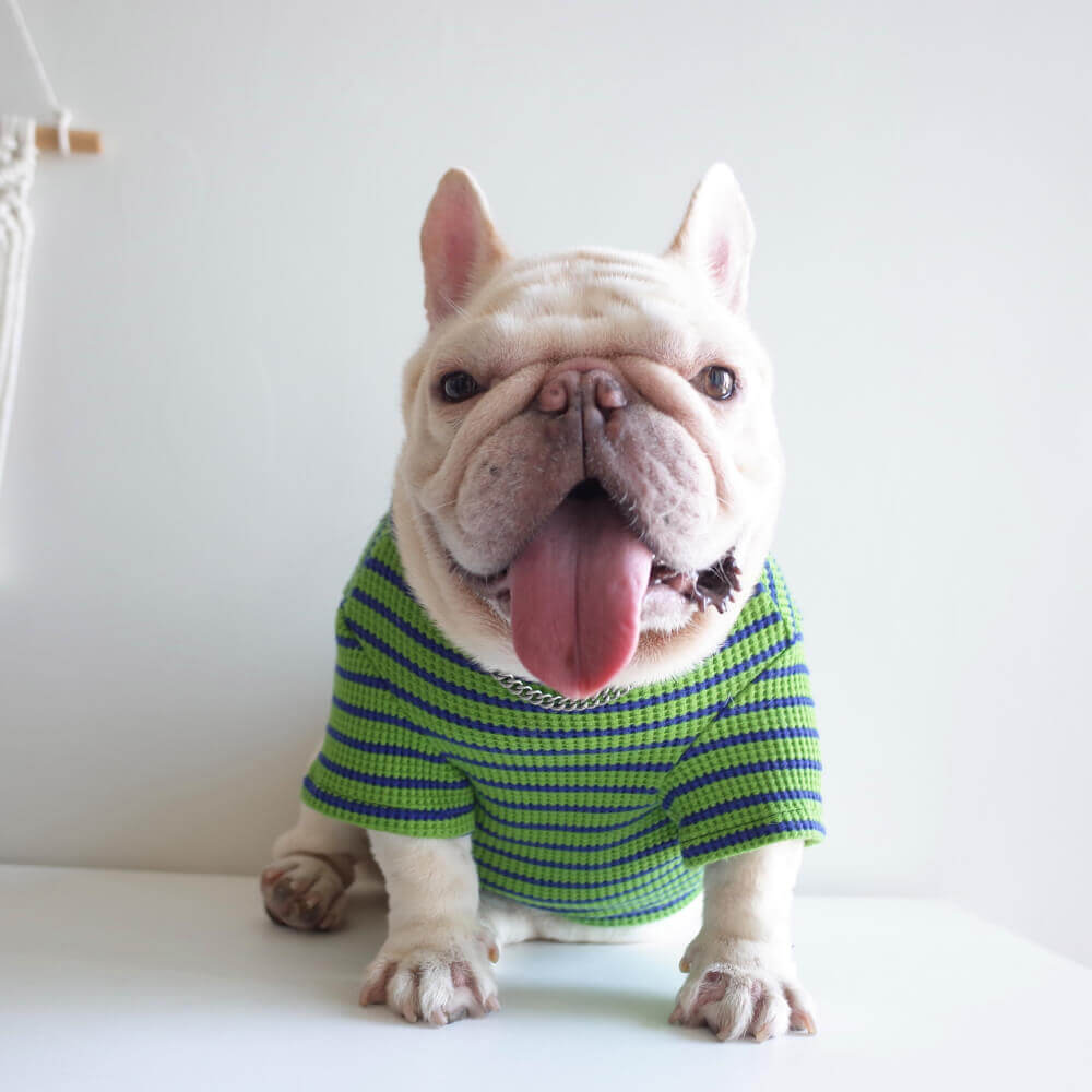 dog shirts for small medium dogs