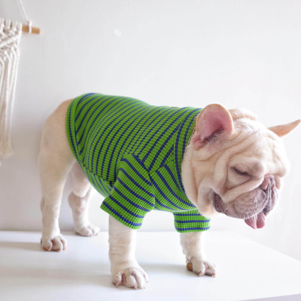 small dog green striped shirts
