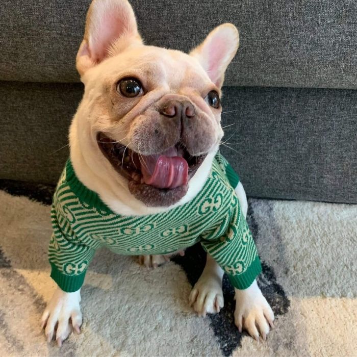 Dog Stylish Green Pullover Sweater for Small Medium Dogs BY Frenchiely 