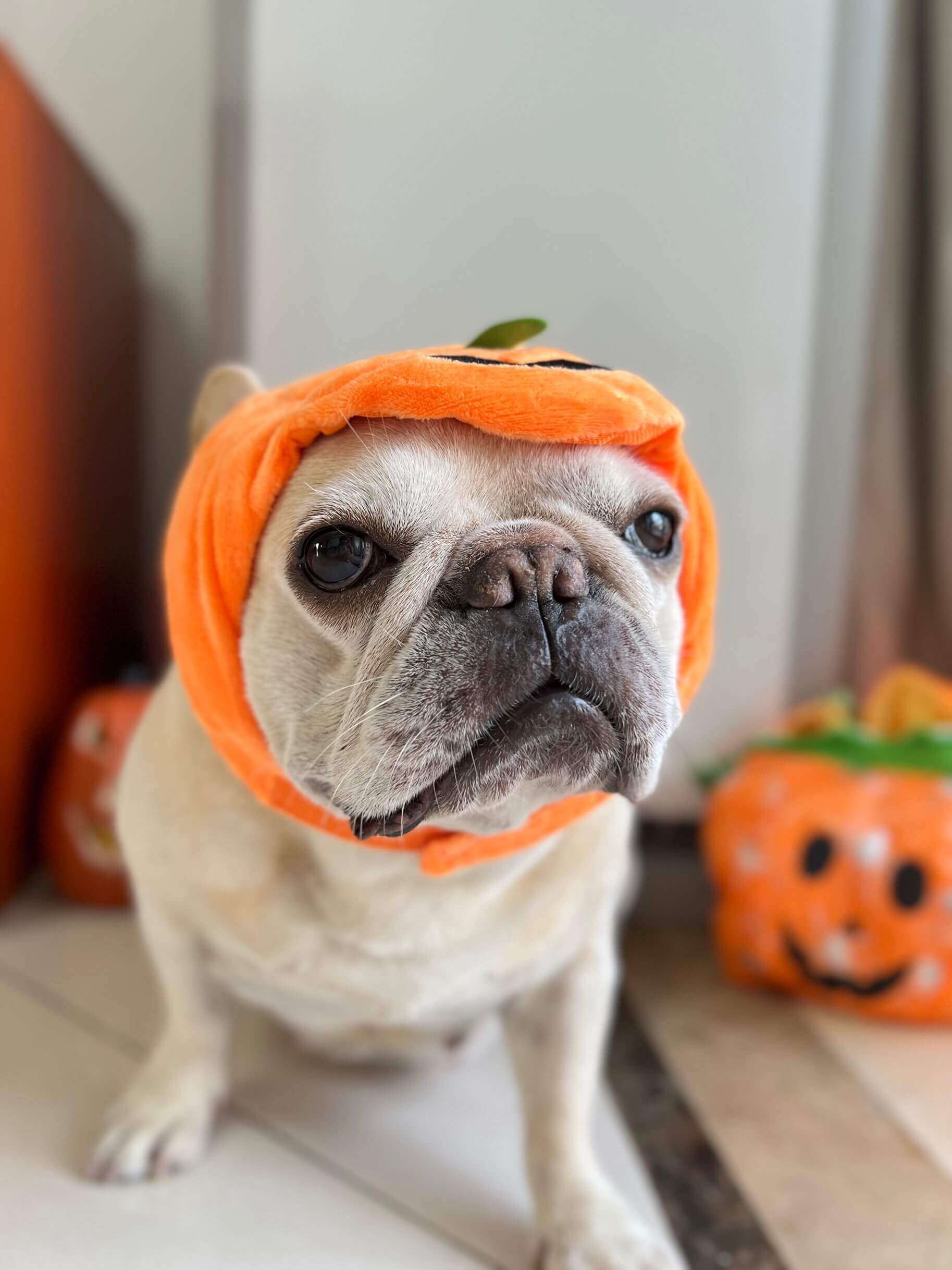 Dog discount pumpkin hat