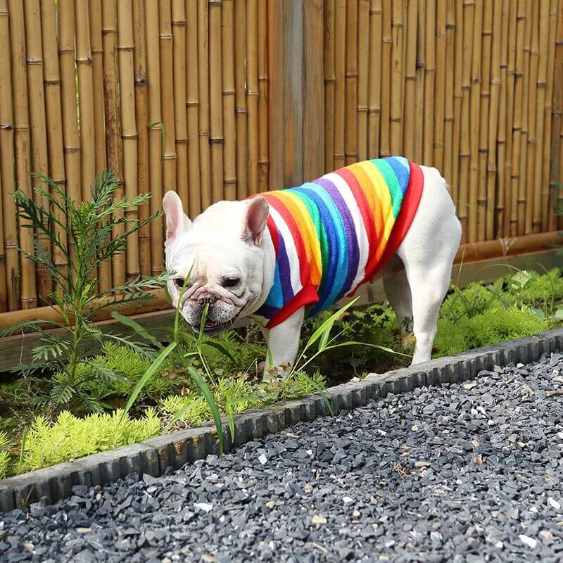 Dog Rainbow Shirts Sweater Frenchiely