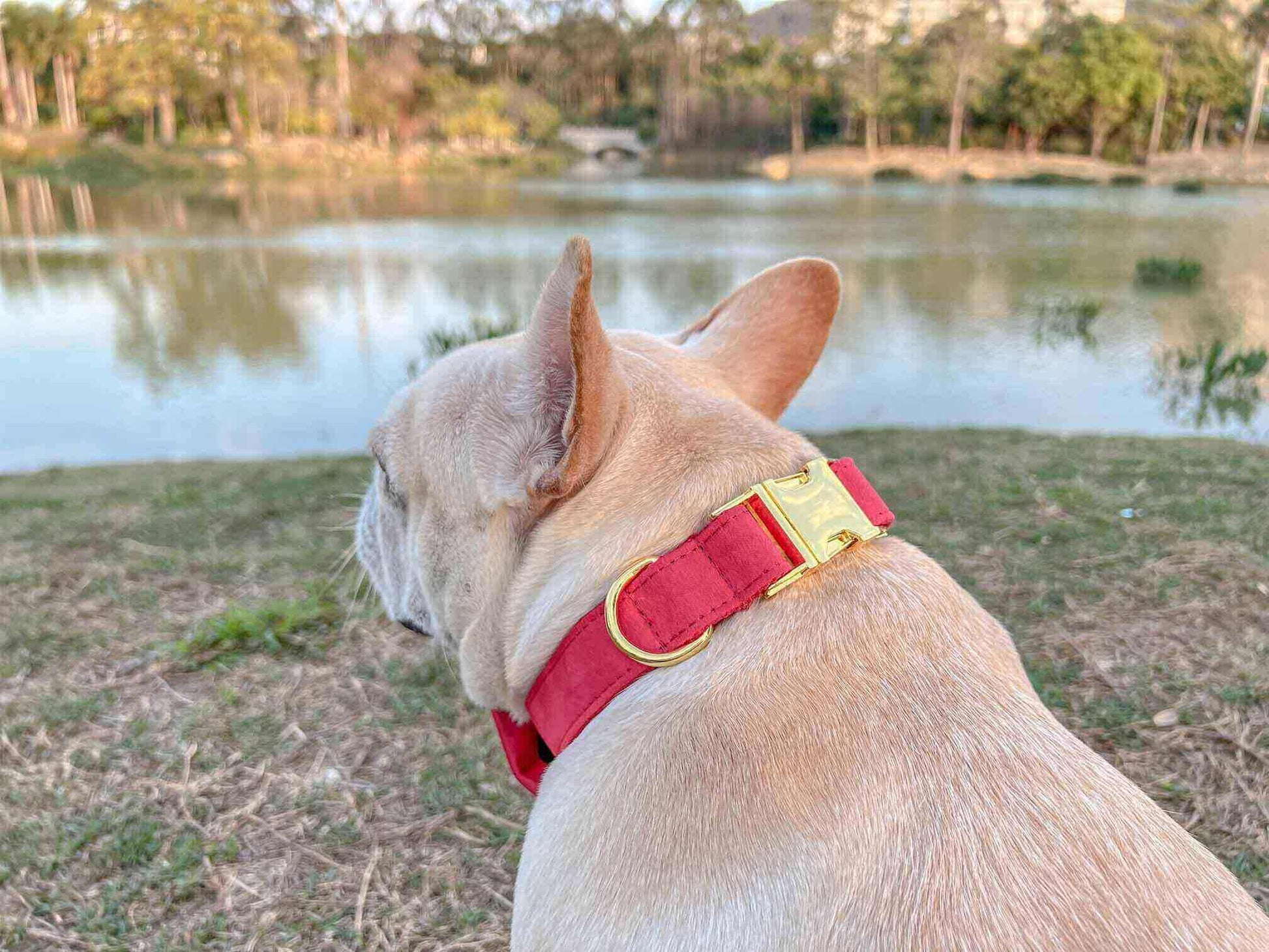 dog red velvet collar christmas with golden tag  by SpoiledBella.com