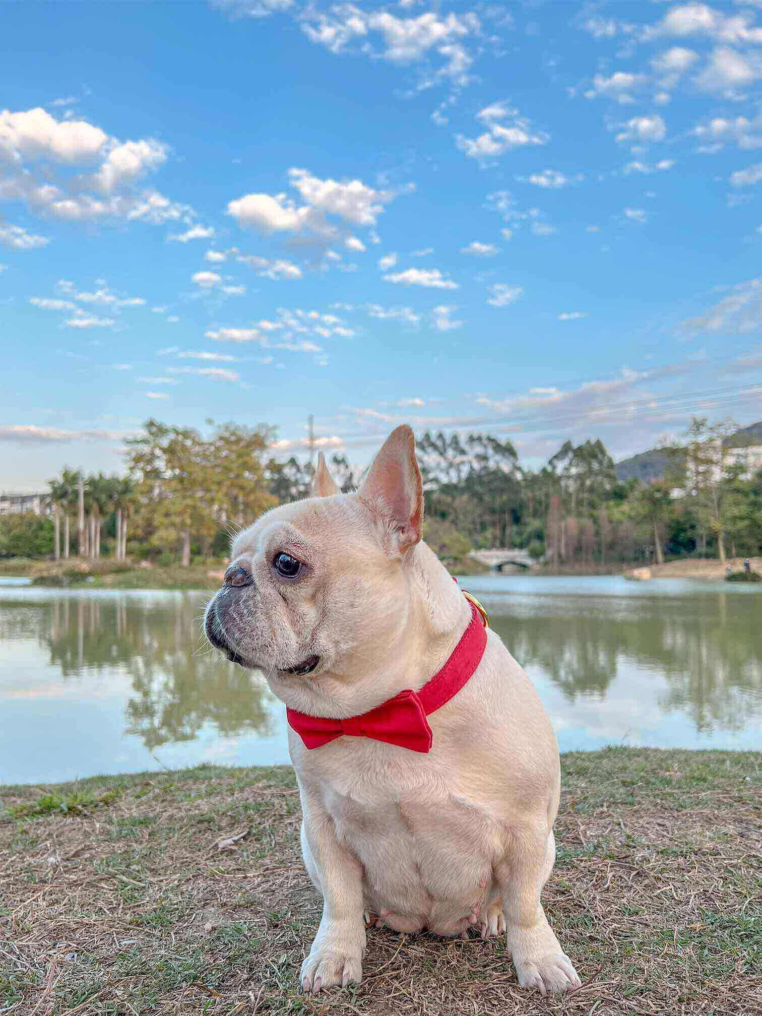 dog red velvet collar christmas with golden tag  by SpoiledBella.com