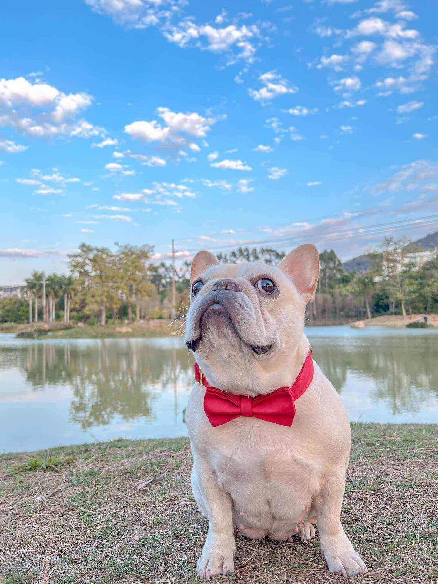 dog red velvet collar christmas with golden tag  by SpoiledBella.com