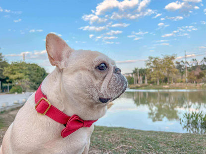 dog red velvet collar christmas with golden tag  by SpoiledBella.com