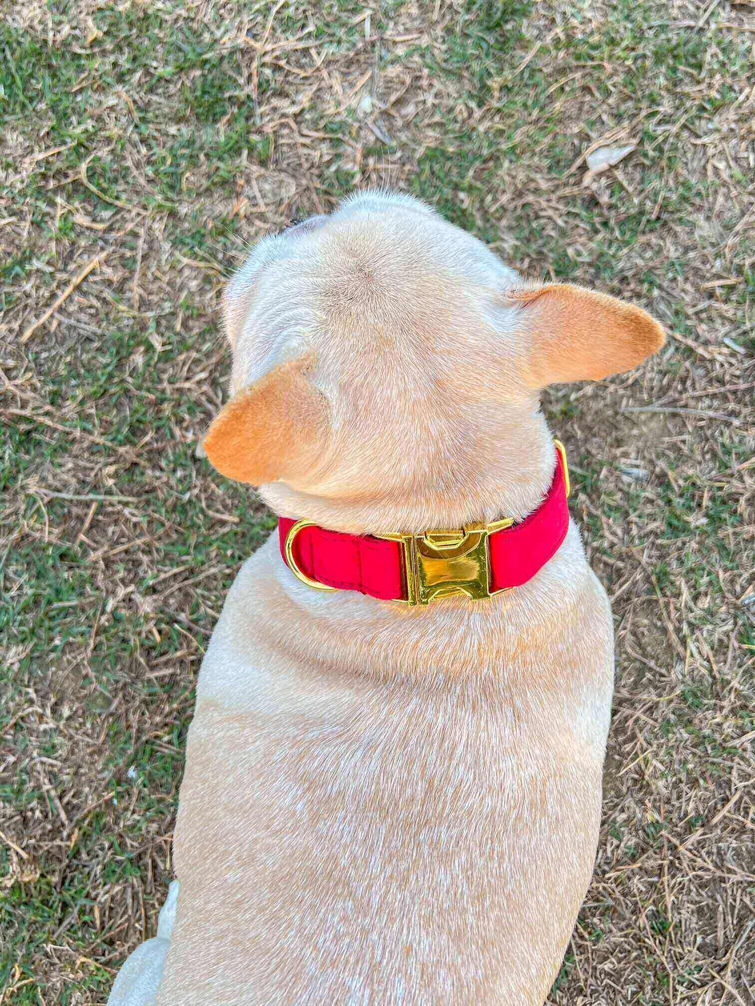 dog red velvet collar christmas with golden tag  by SpoiledBella.com