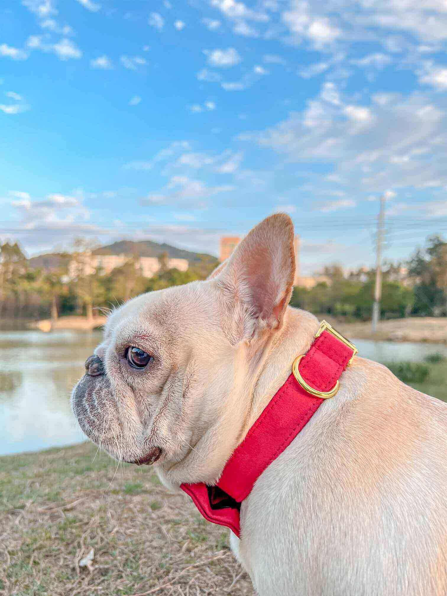 dog red velvet collar christmas with golden tag  by SpoiledBella.com