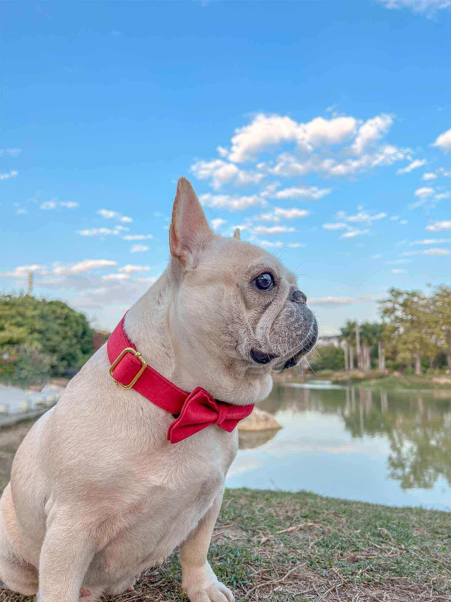 dog red velvet collar christmas with golden tag  by SpoiledBella.com