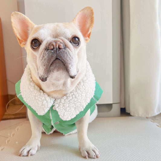 dog green suede jacket coat for small medium dogs by Frenchiely