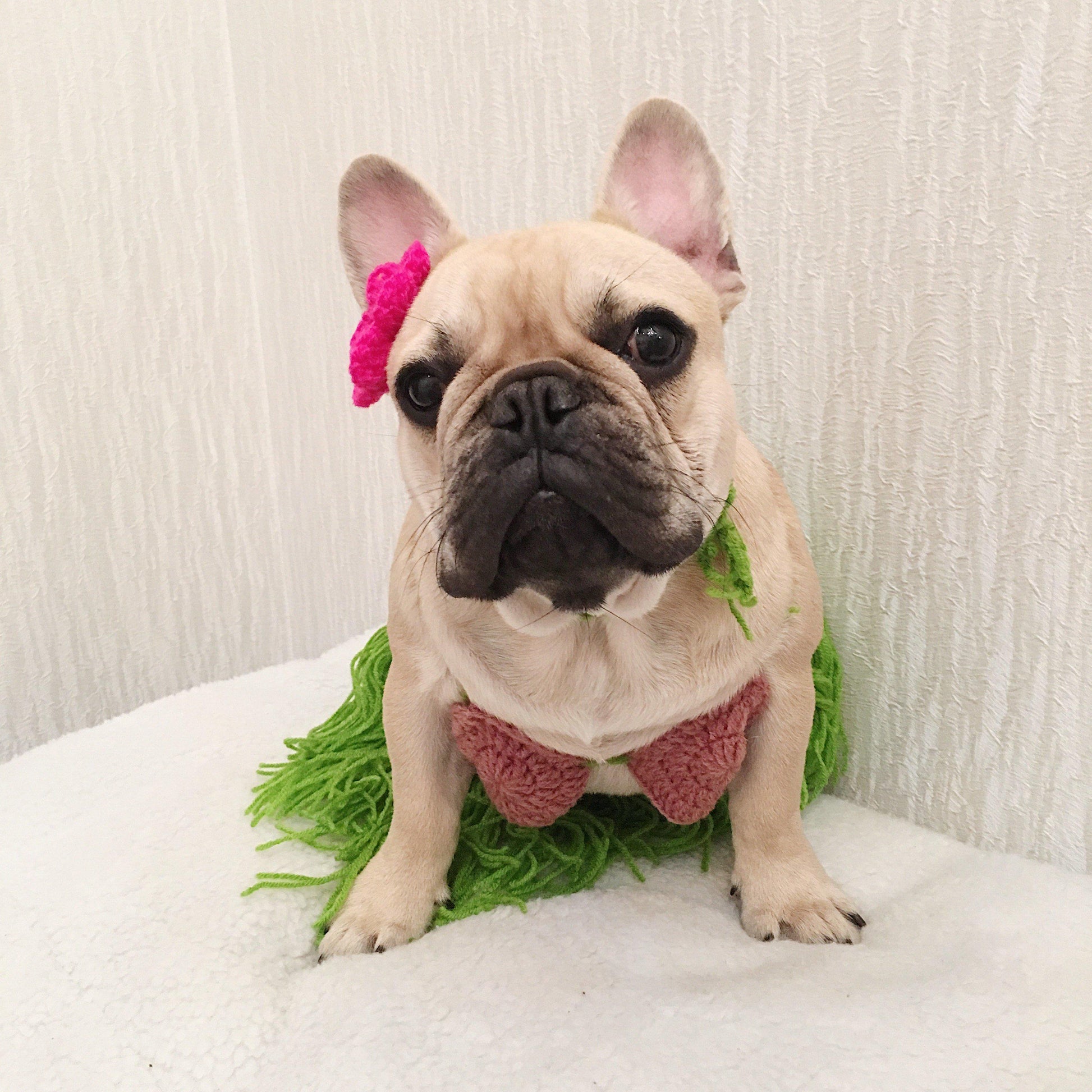 best french bulldog halloween costumes, french costumes