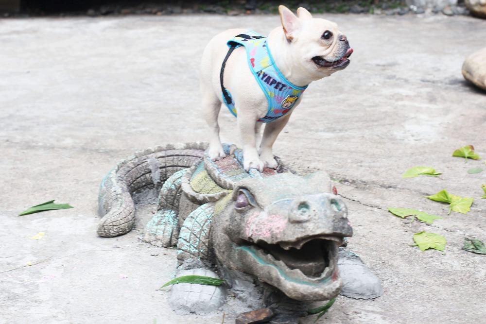 Dog Mesh Vest Harness with Cartoon French Bulldog Print - Frenchiely