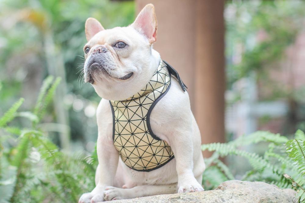 batman dog harness for french bulldogs - Frenchiely