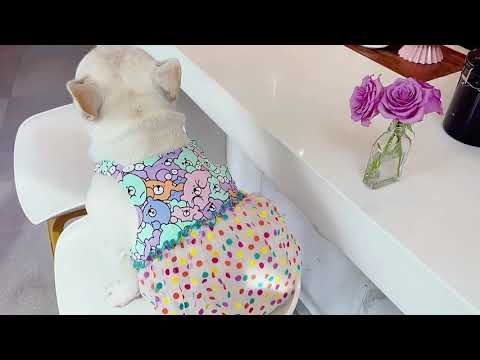 Dog Lace Polka Summer Dress by Frenchiely