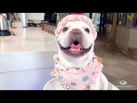 English bulldog store pajamas for dogs