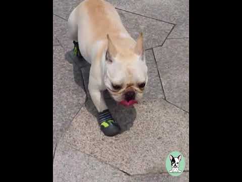 Dog Waterproof Boots Frenchiely