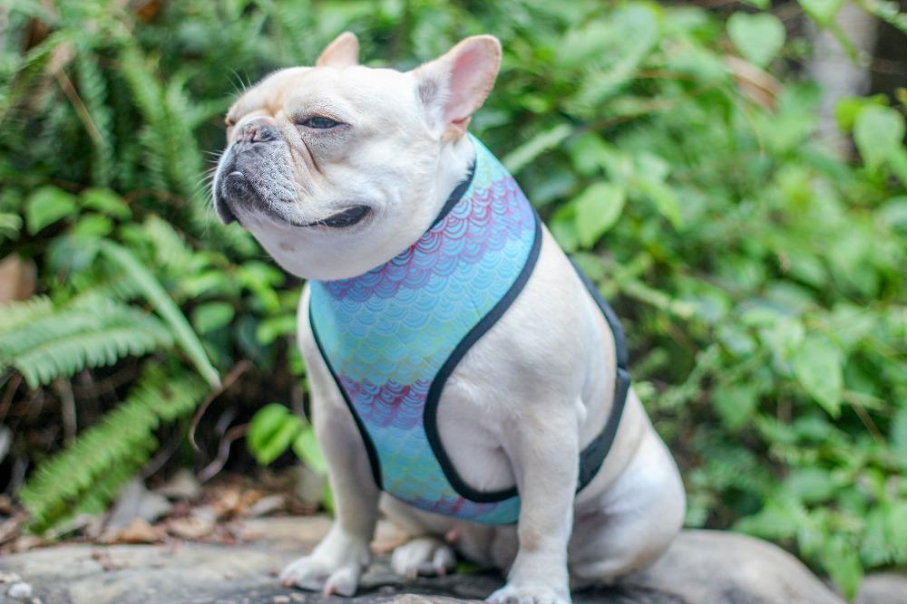 Frenchie Harnesses  Pink Print Duo Reversible Harness - Dog