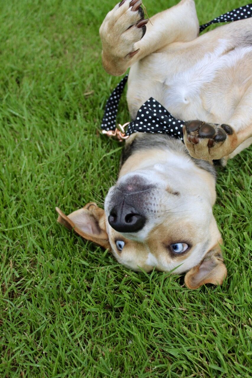 Black Polka Collar Bow - Frenchiely