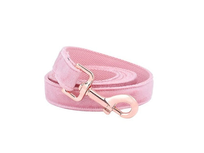 Female Girl Dog Puppy Collar for Medium Dogs - Frenchiely